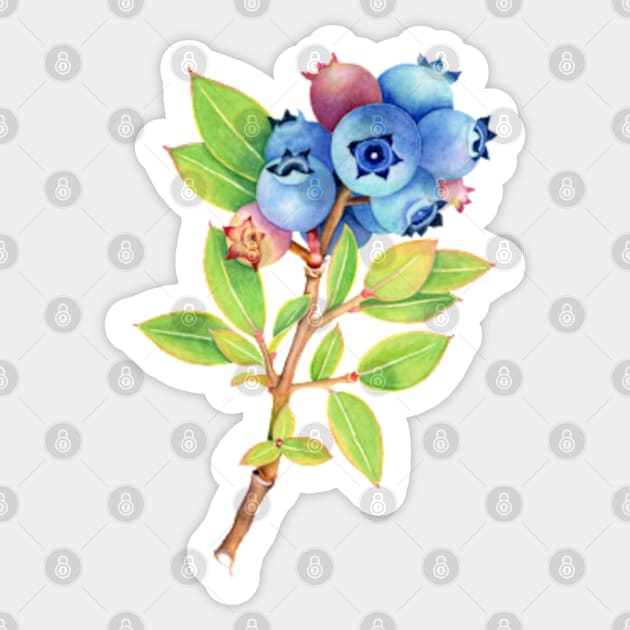 Wild Maine Blueberries Sticker by PatriciaSheaArt